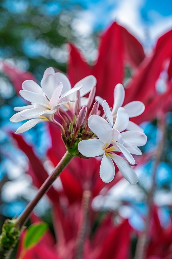 White Plumeria